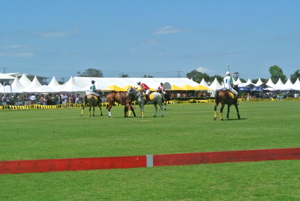 DSC 7950