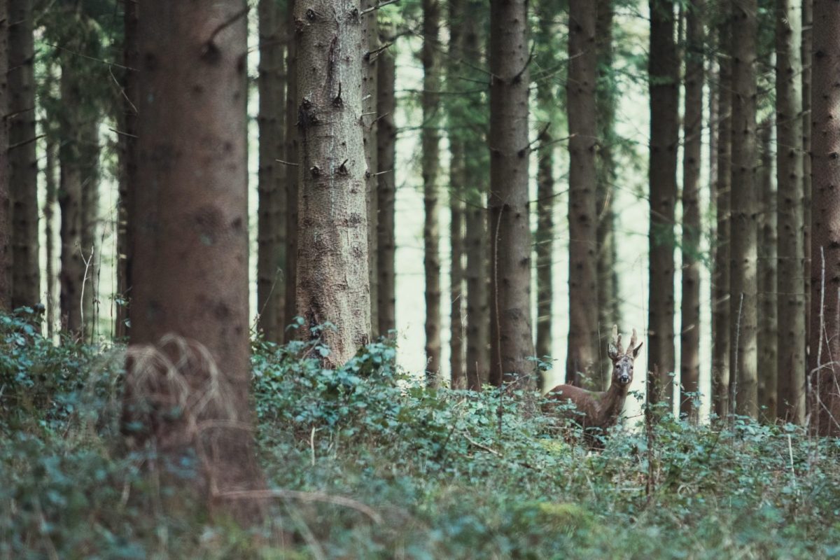 CowdrayEstate-Forestry-Highres-2020-GeorgeGunn-6105-scaled